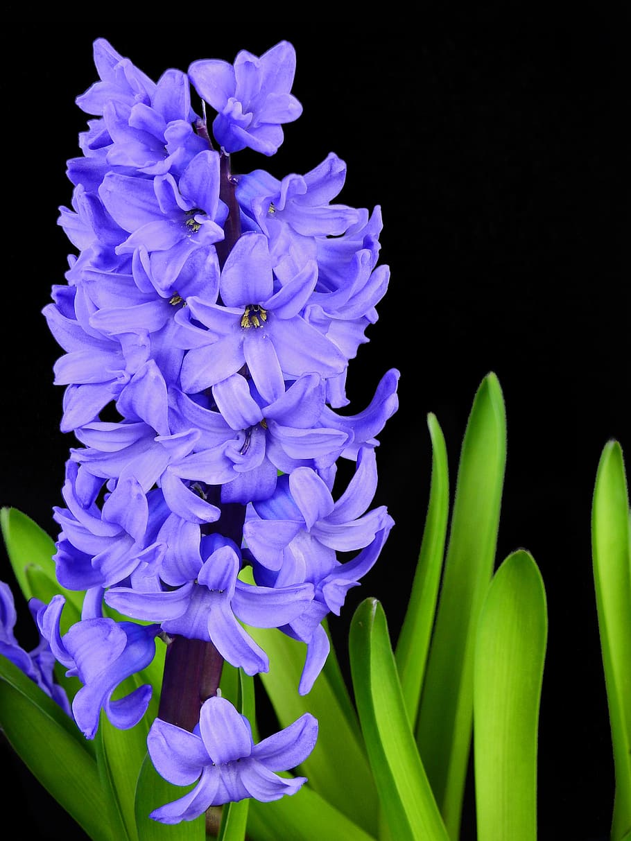 flower, blossom, bloom, spring, nature, plant, hyacinth, purple HD wallpaper