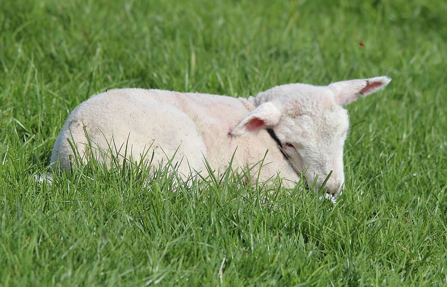 deichschaf, lamb, sheep, farm, cute, easter sheep, passover HD wallpaper