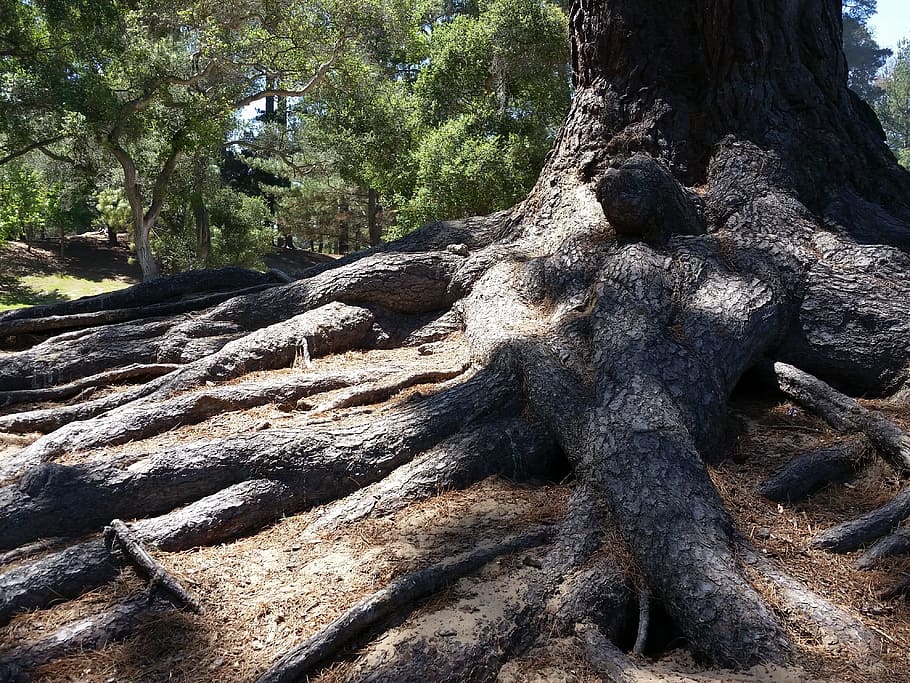 Roots, Tree, Strong, Park, Wood, big, nature, forest, woodland HD wallpaper