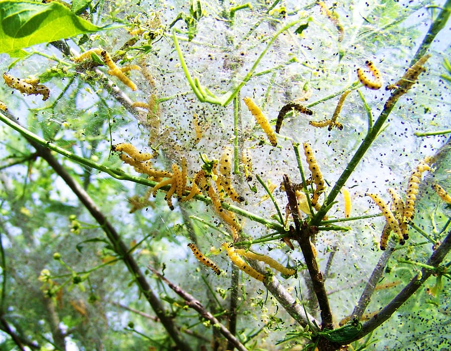 Caterpillars, Insect, Nature, plant, leaf, tree, green Color HD wallpaper