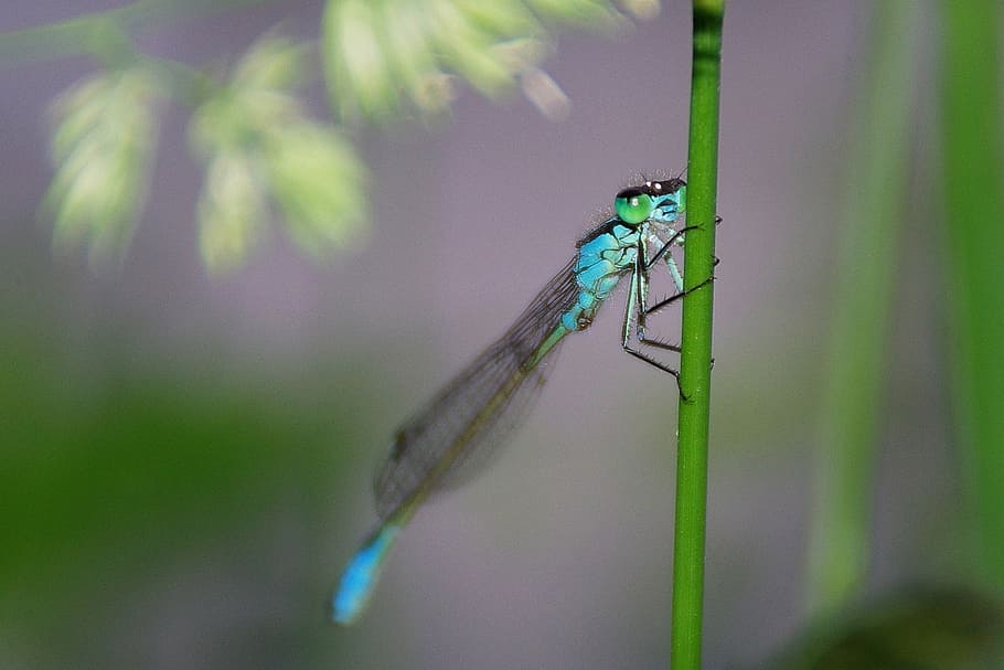 dragonfly, insect, macro, close, blue dragonfly, nature, light HD wallpaper