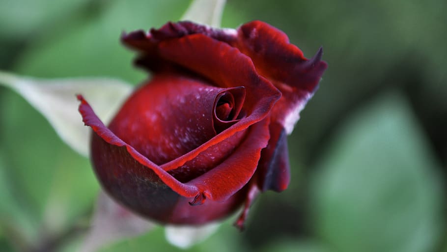 nature, flower, closeup, rose, red, single, plant, close-up HD wallpaper