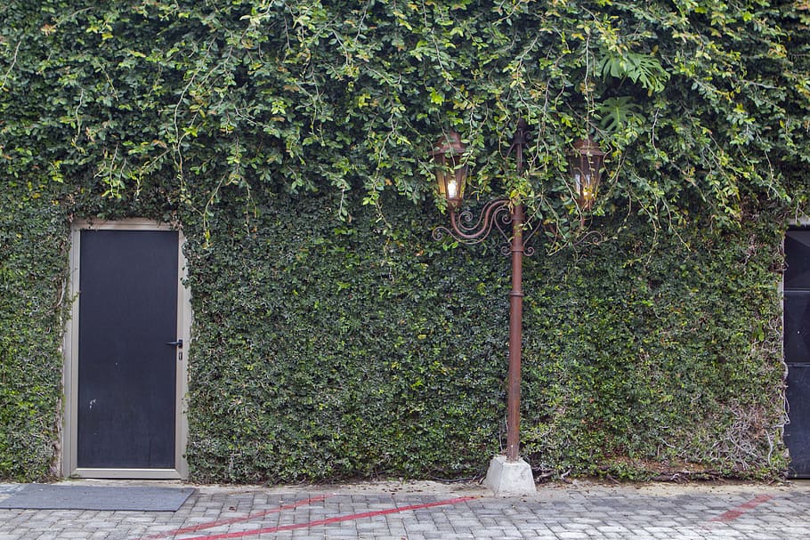 brown metal pedestal light beside black door, ivy, lighting, plant, HD wallpaper