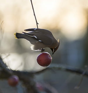 selective photography of bird on red fruit, brown sparrow, apple HD wallpaper