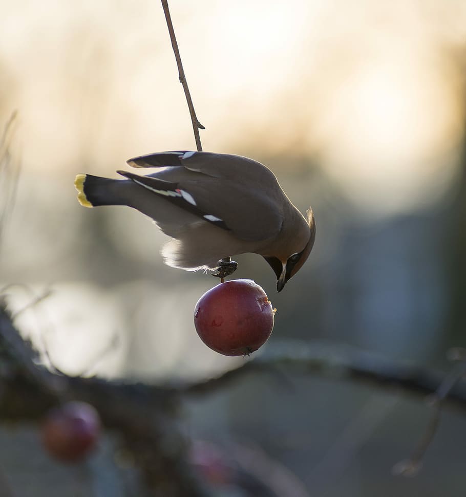 selective photography of bird on red fruit, brown sparrow, apple HD wallpaper