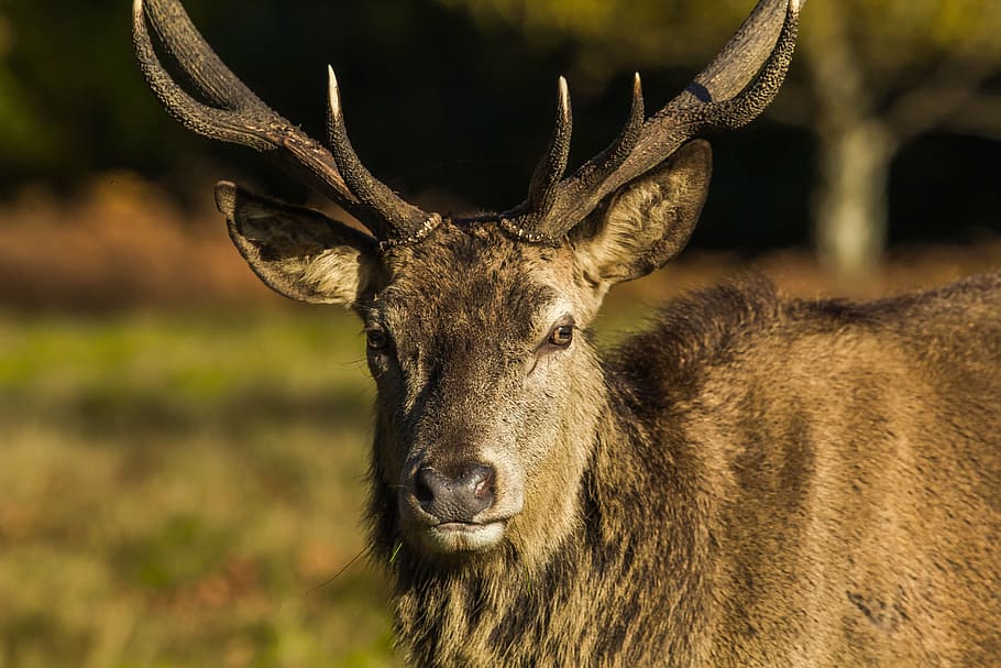 deer, park, windsor, nature, england, animal wildlife, one animal HD wallpaper