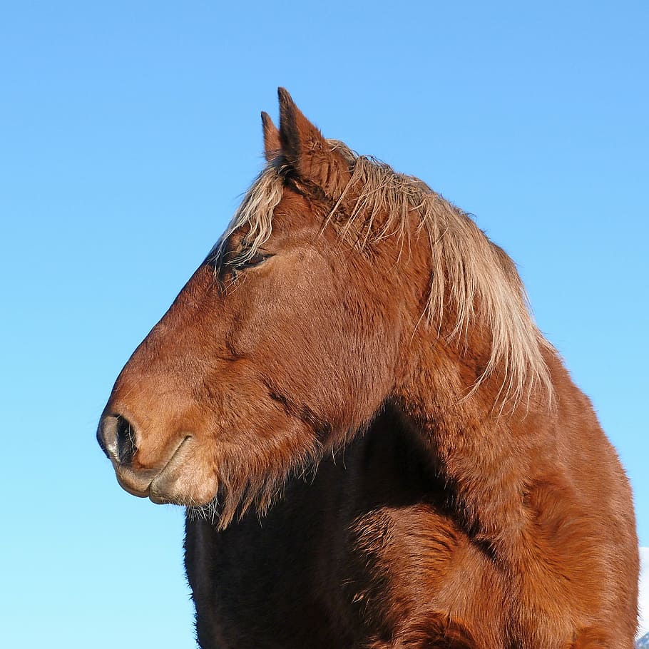 Horse, Equine, Head, Profile, Mane, one animal, animal body part HD wallpaper