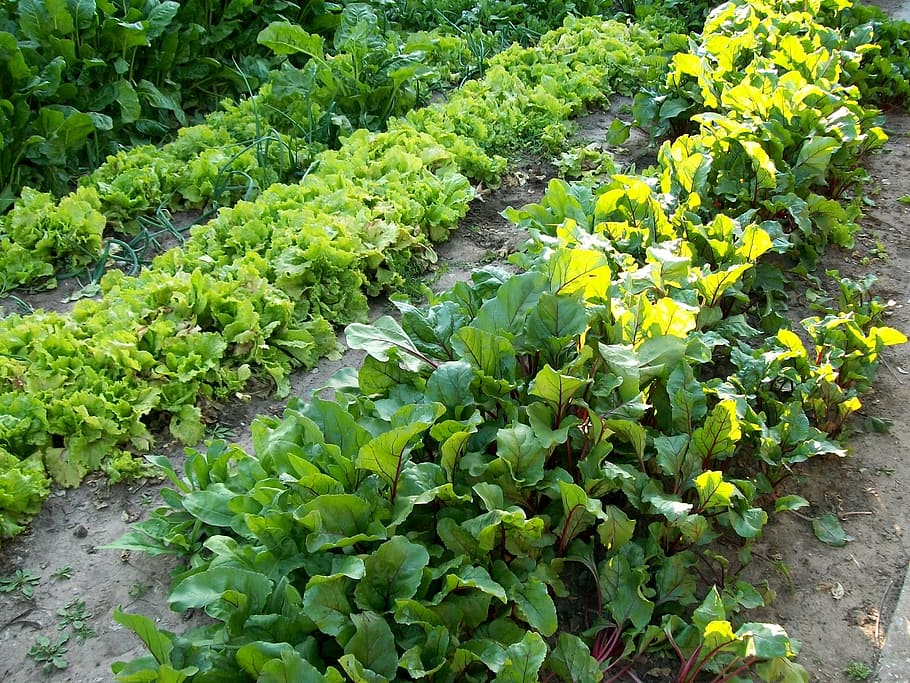 huerta, spring, vegetable, plant, green color, growth, freshness HD wallpaper