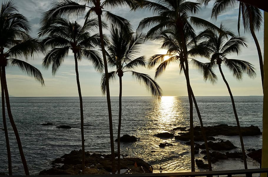 silhouette of coconut tree near body of water, sunset, palms HD wallpaper