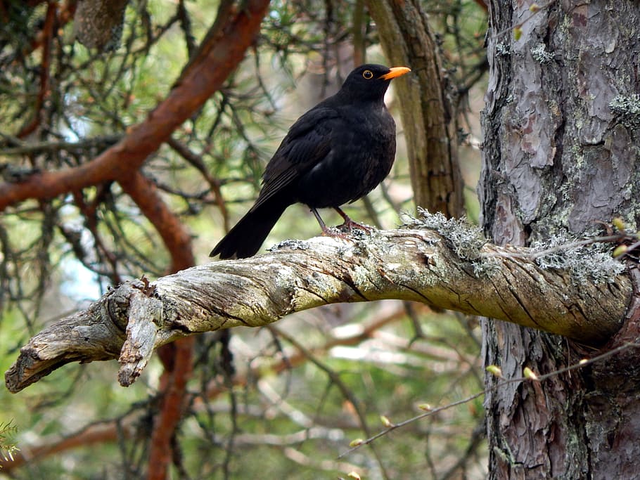 espoo, forest, bird, animal wildlife, tree, animals in the wild HD wallpaper