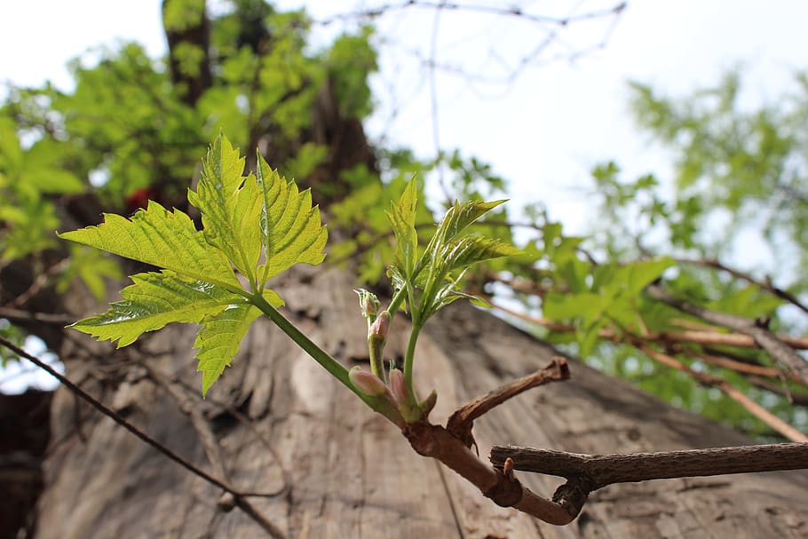 trees, sprout, uncle, plant, growth, plant part, leaf, focus on foreground HD wallpaper