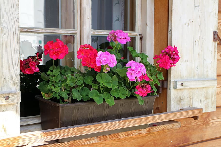 red and pink petaled flowers beside window, Flower Box, Box, House, HD wallpaper