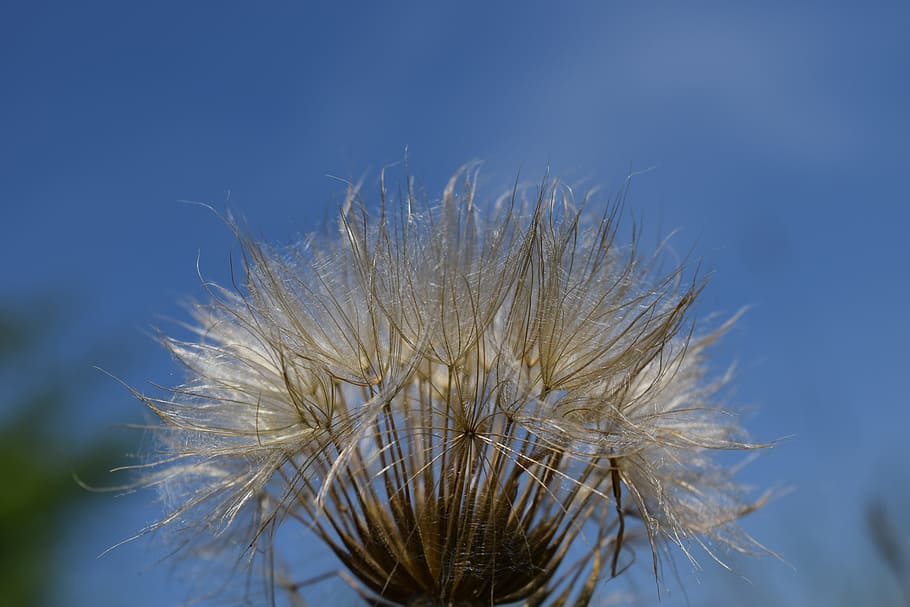 had salsify, dandelion, sky, plant, flower, nature, seeds, meadow HD wallpaper