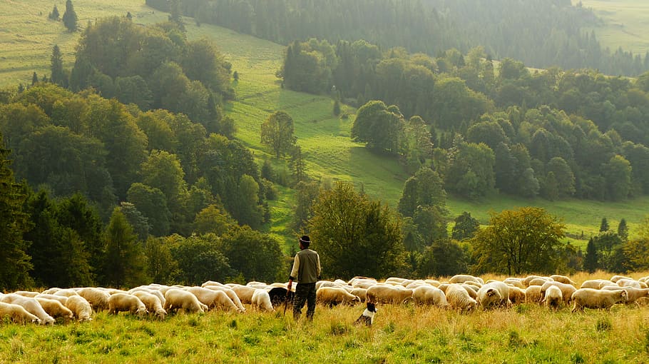 man standing in front of group of lamb, person standing on grass field with herd of sheep