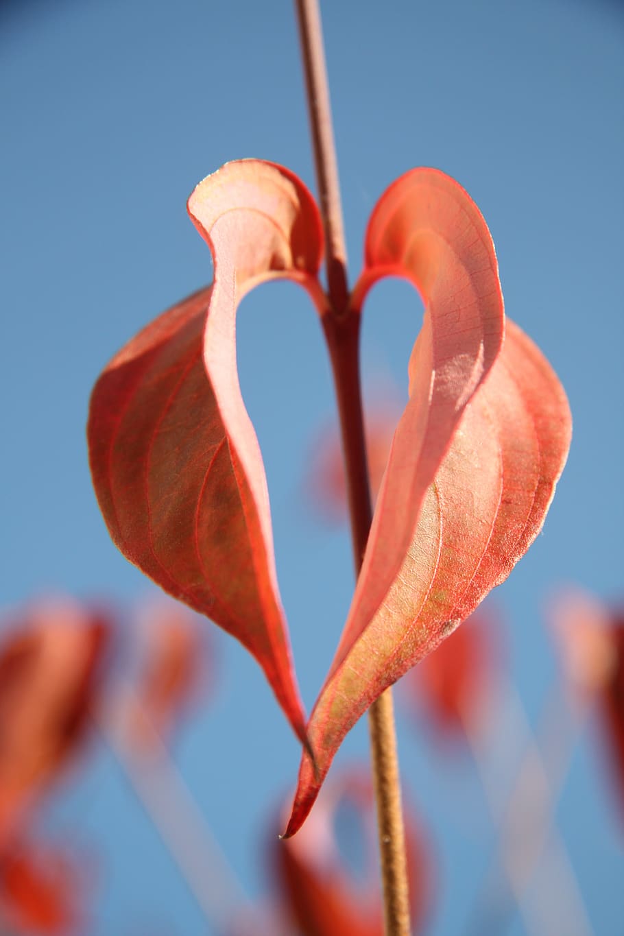 heart, leaf, sweetheart, romantic, love, valentine's day, symbol
