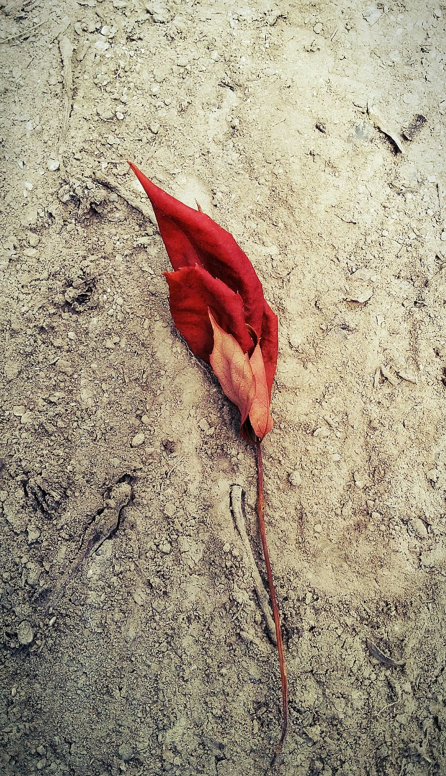 leaf, leaves, red, fallen, dirt, ground, simple, nature, plant HD wallpaper