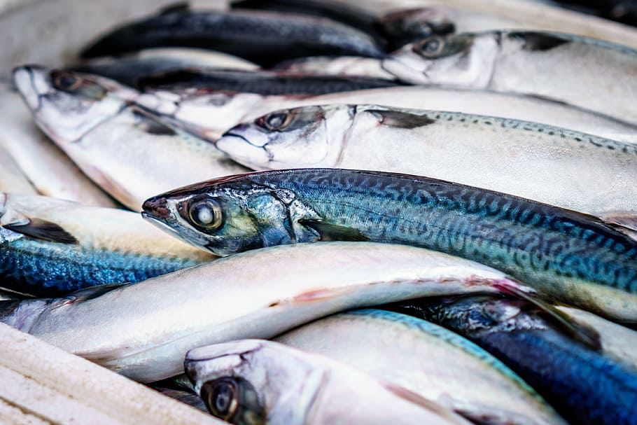 gray edible fishes, fresh, market, food, seafood, healthy, raw, HD wallpaper