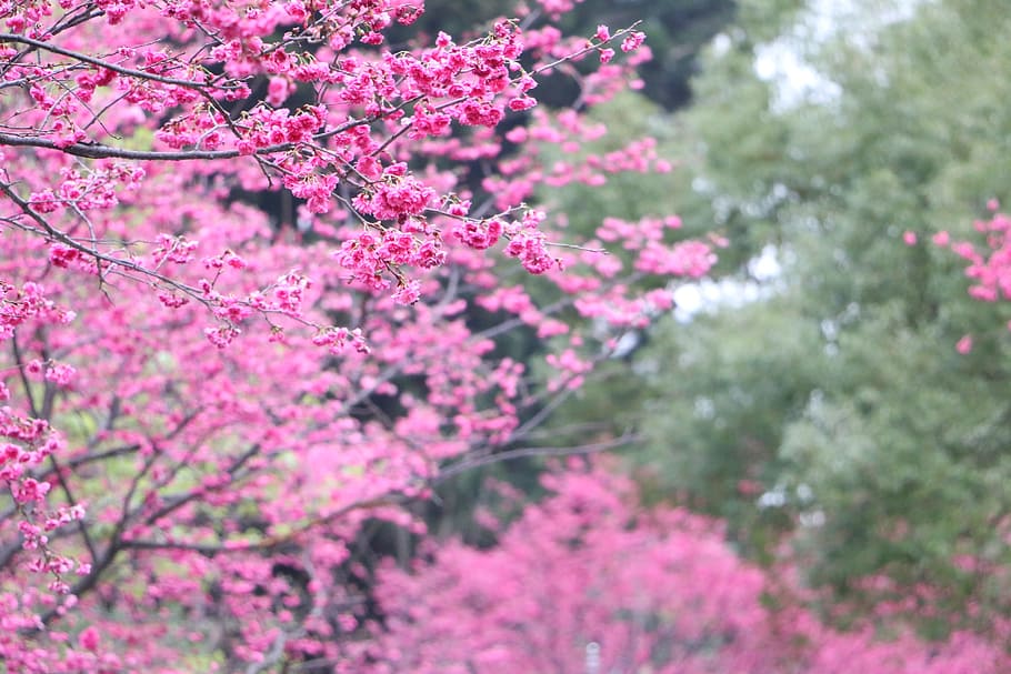 Cherry Blossoms, chung cheng age read don 櫻 flowers, chung cheng age reading hall, HD wallpaper