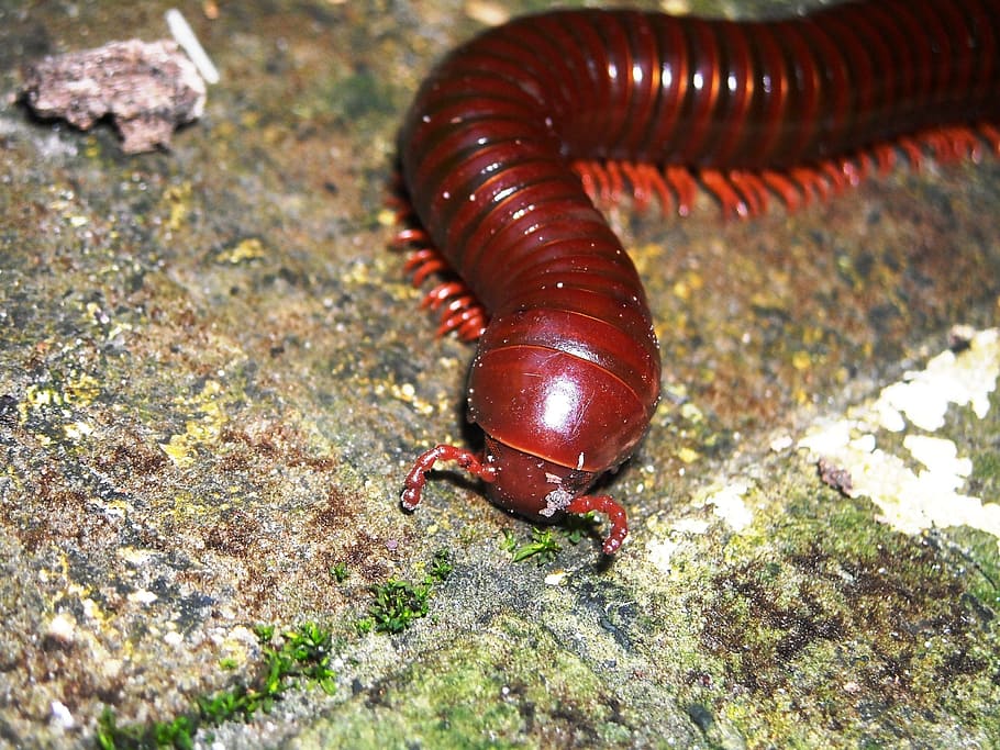 animals, millipede, brown, invertebrate, animal wildlife, one animal HD wallpaper