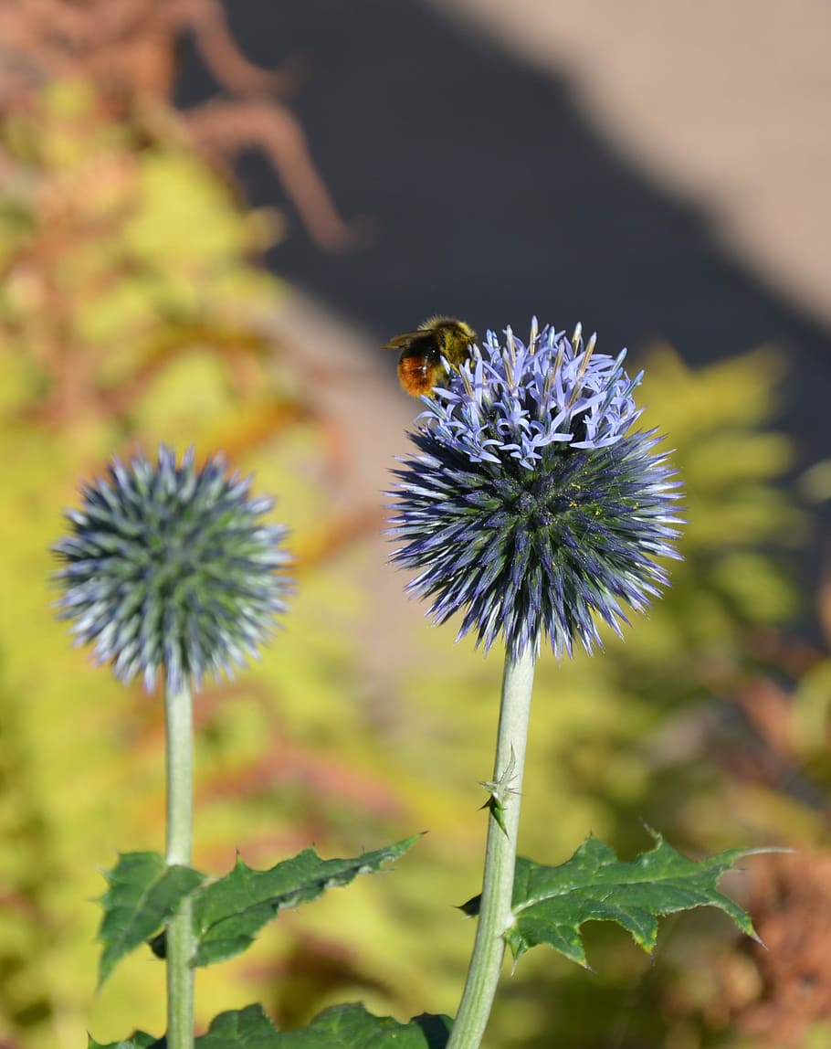 Globe Thistle, Nature, Blossom, bloom, incomplete, flower, plant HD wallpaper