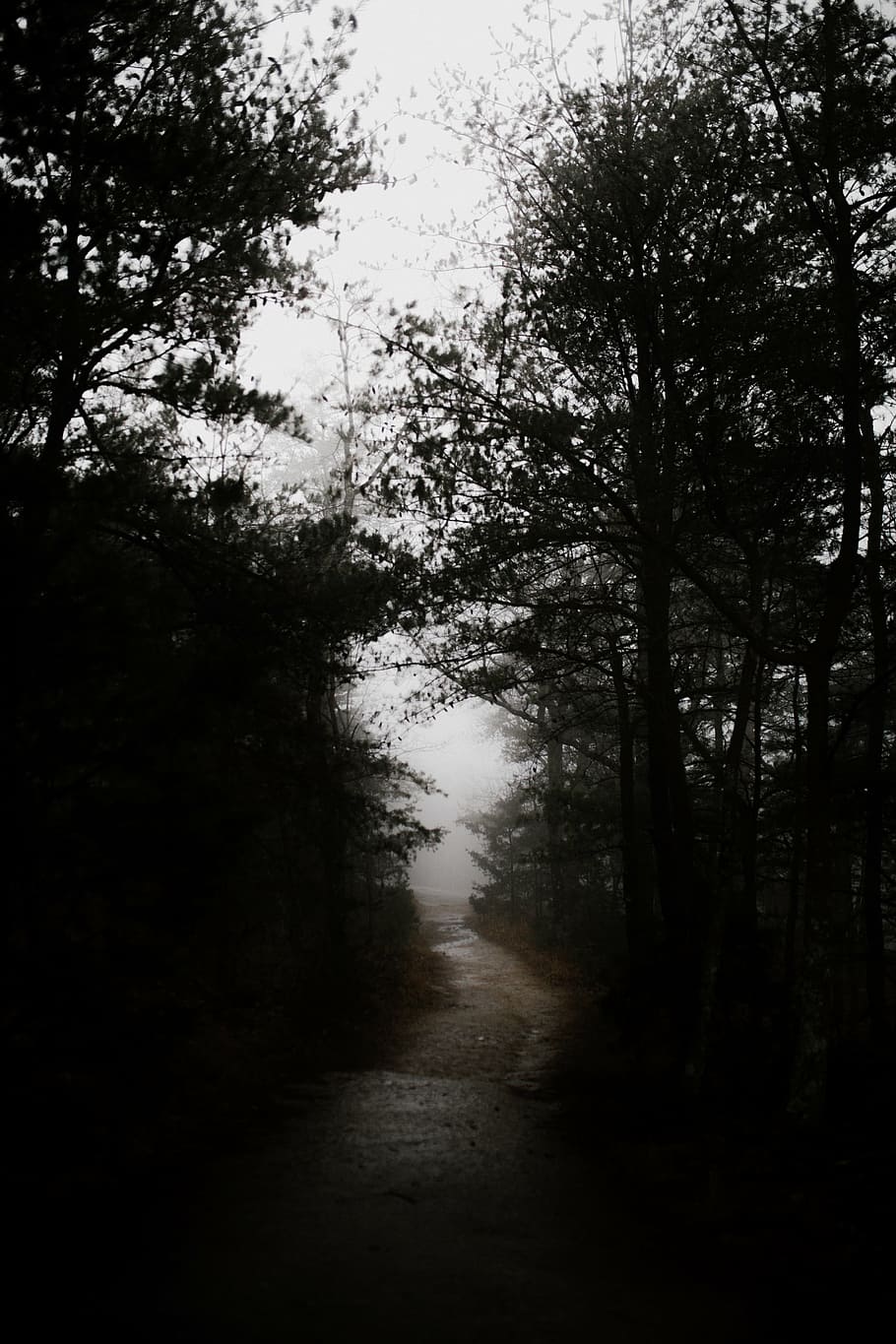 trees during daytime, green, woods, forest, dark, pathway, trek HD wallpaper