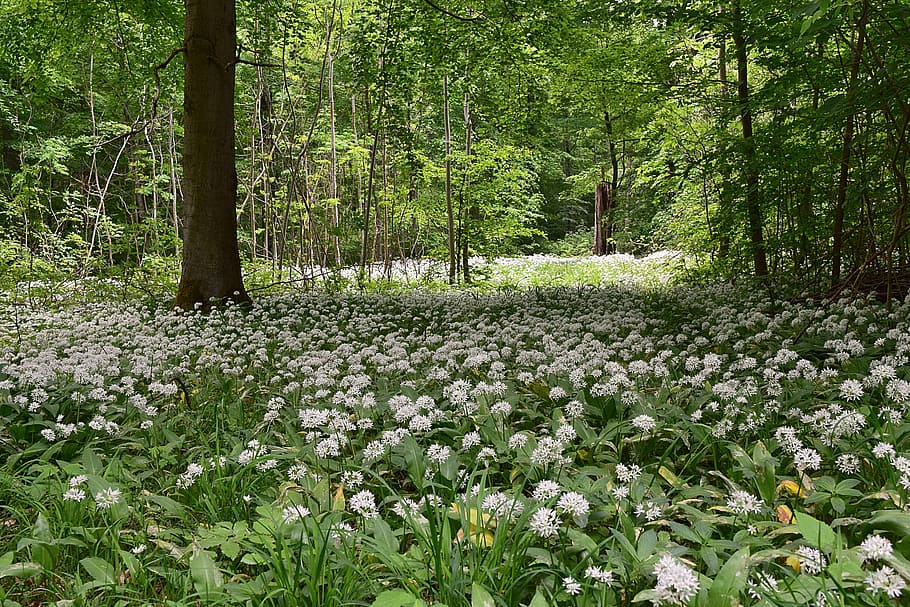 white flowers on forest, bear's garlic, spring, kitchen herb HD wallpaper
