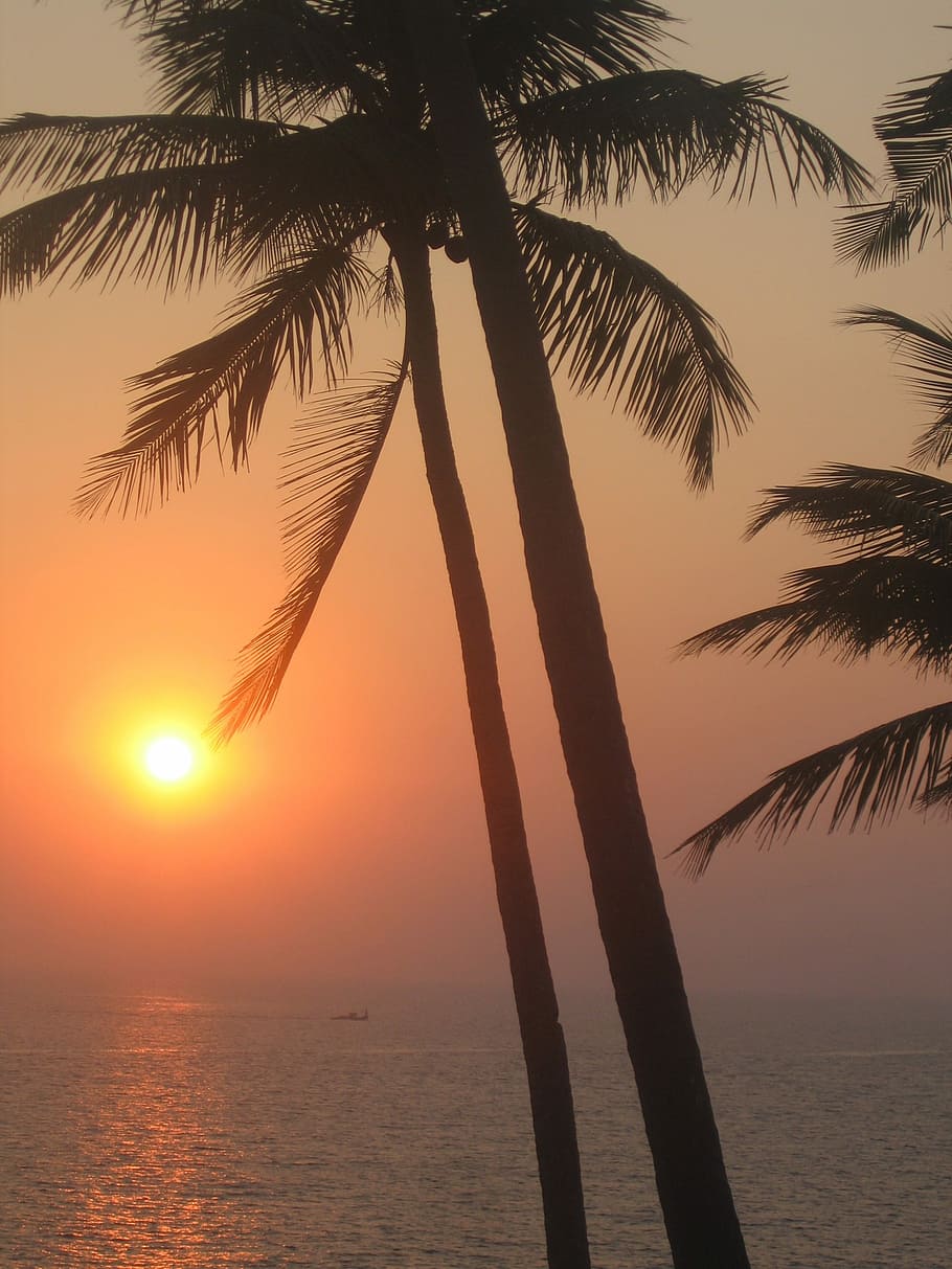 Sunset, India, Goa, sea, nature, palm Tree, tropical Climate HD wallpaper