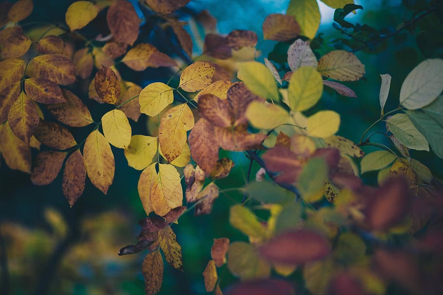 selective focus photograph of green leafed plant, shallow focus photography of leaves HD wallpaper