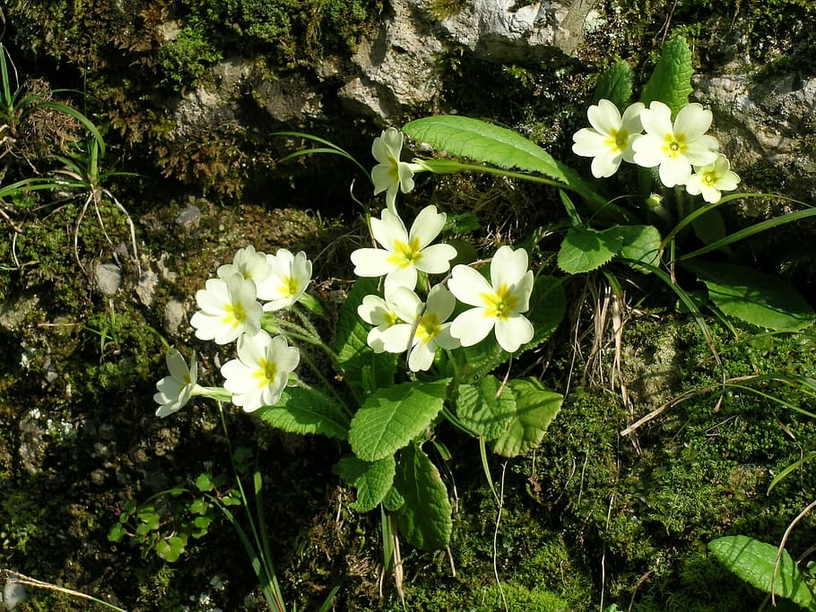 primroses, flowers, spring, flowering plant, fragility, vulnerability HD wallpaper