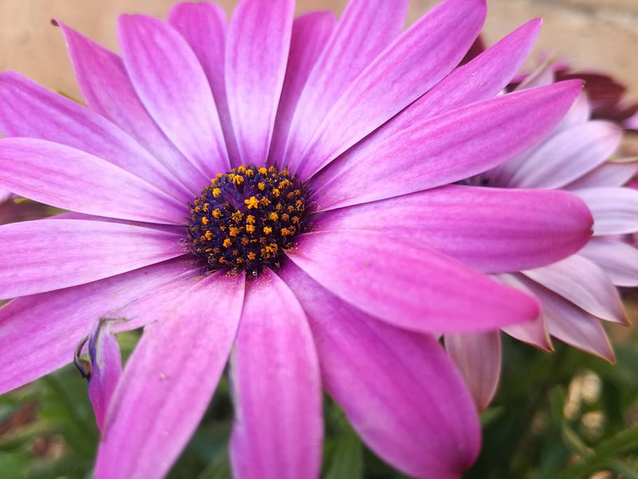 flower, nature, flora, flowering plant, petal, fragility, vulnerability HD wallpaper