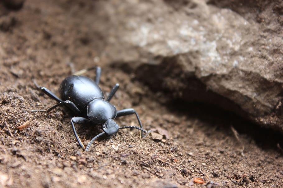 Insect, Black Beetle, Small, arthropod, lepidopteran, stones HD wallpaper