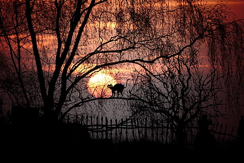 silhouette painting of cat on tree, moon, moonlight, full moon HD wallpaper