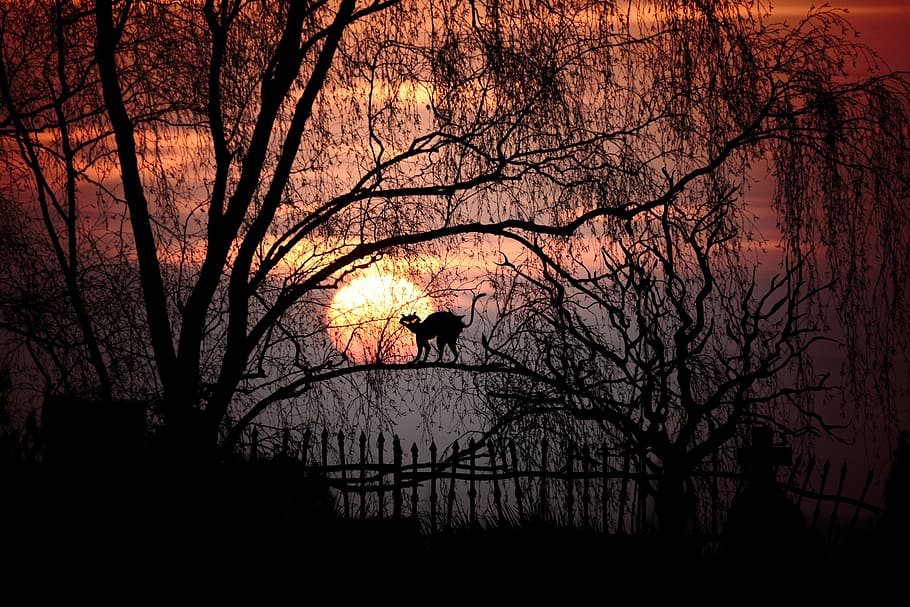 silhouette painting of cat on tree, moon, moonlight, full moon HD wallpaper