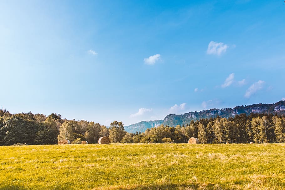 green, grass, field, hay, trees, plants, nature, blue, sky HD wallpaper