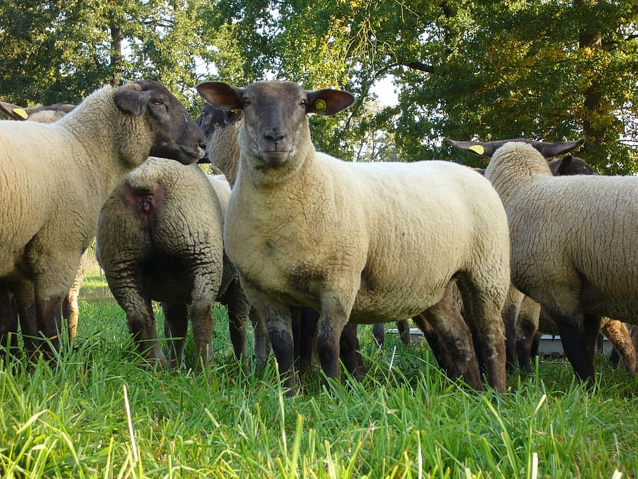 Sheep, Herd, Herbage, agriculture, livestock, animal, wool HD wallpaper