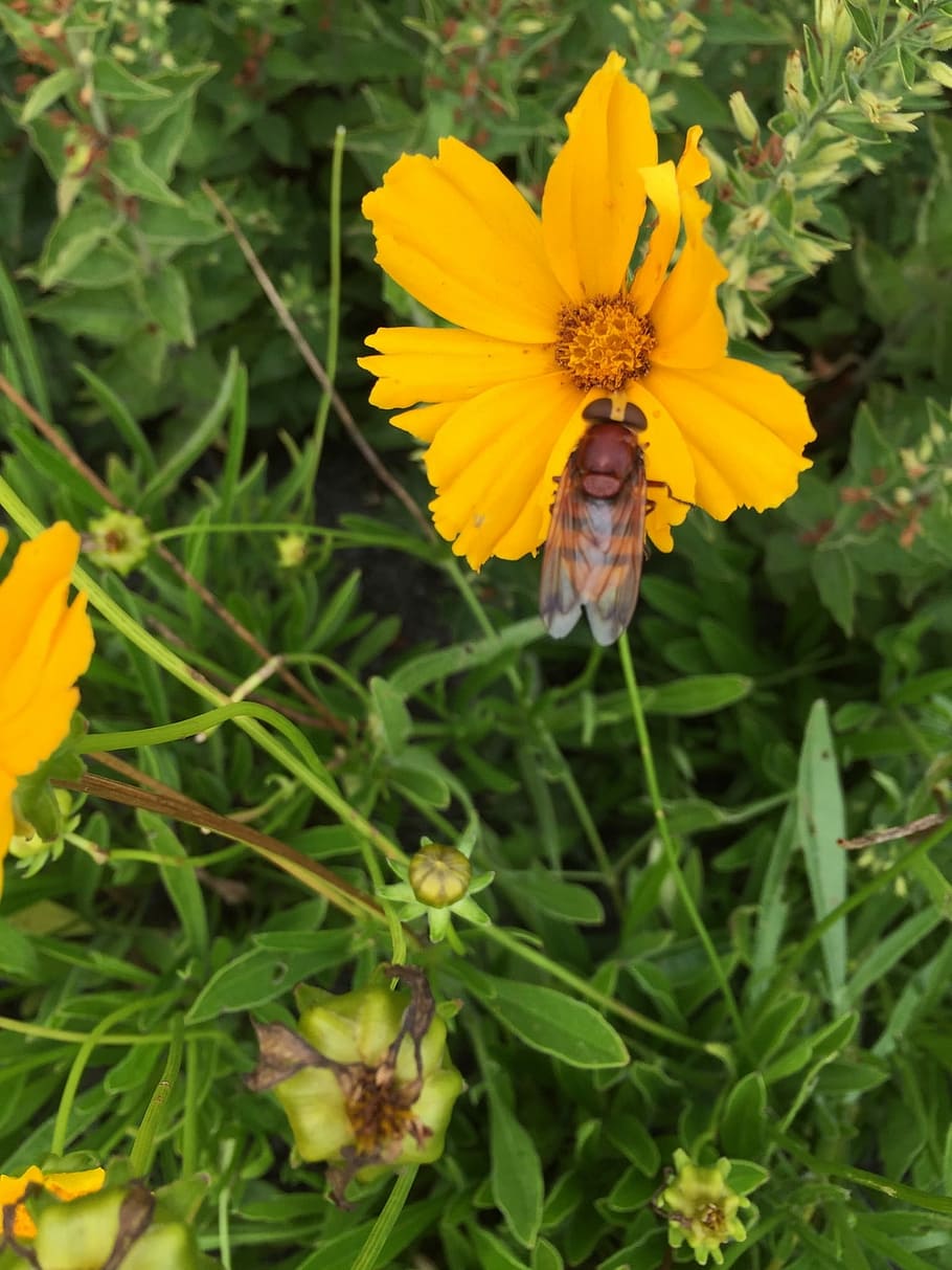 Fly, Flower, Insect, Nature, Macro, yellow, one animal, leaf HD wallpaper