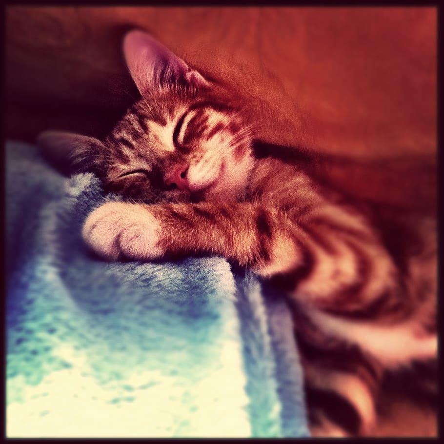 brown Tabby cat, sweet, sleep, cute, charming, small, mieze HD wallpaper