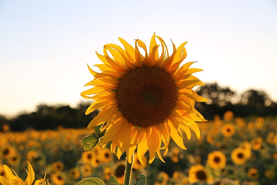 Sunflower, Provence, Light, yellow, nature, agriculture, field HD wallpaper