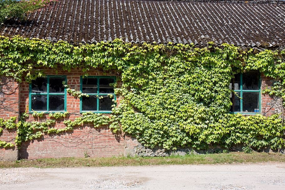ivy, window, windows, old, brick, building, shed, hut, outbuilding HD wallpaper