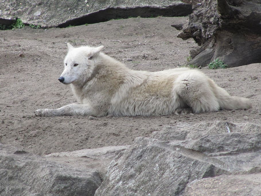 adult great pyreness lying on the field during daytime, wolf HD wallpaper