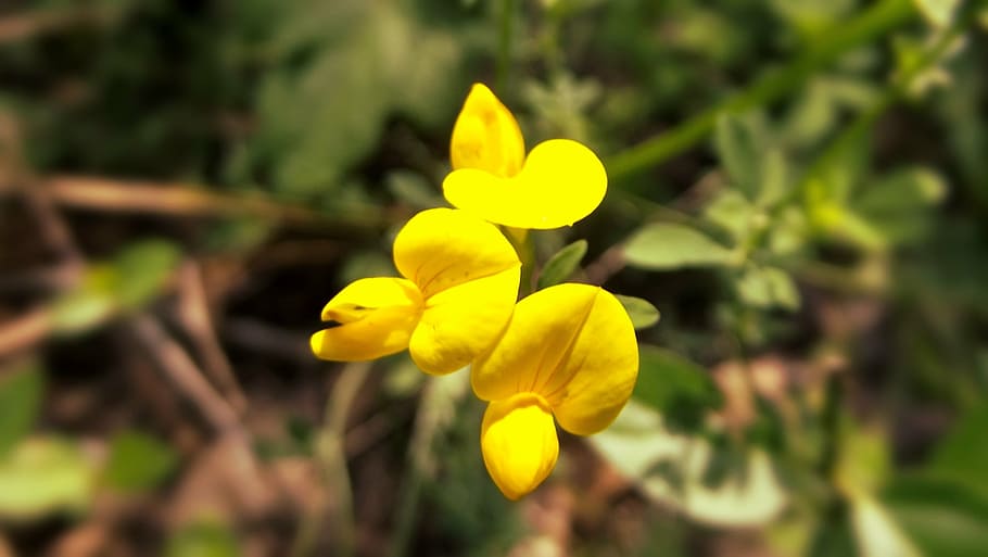 yellow, flower, spring, nature, green, plant, blossom, floral HD wallpaper