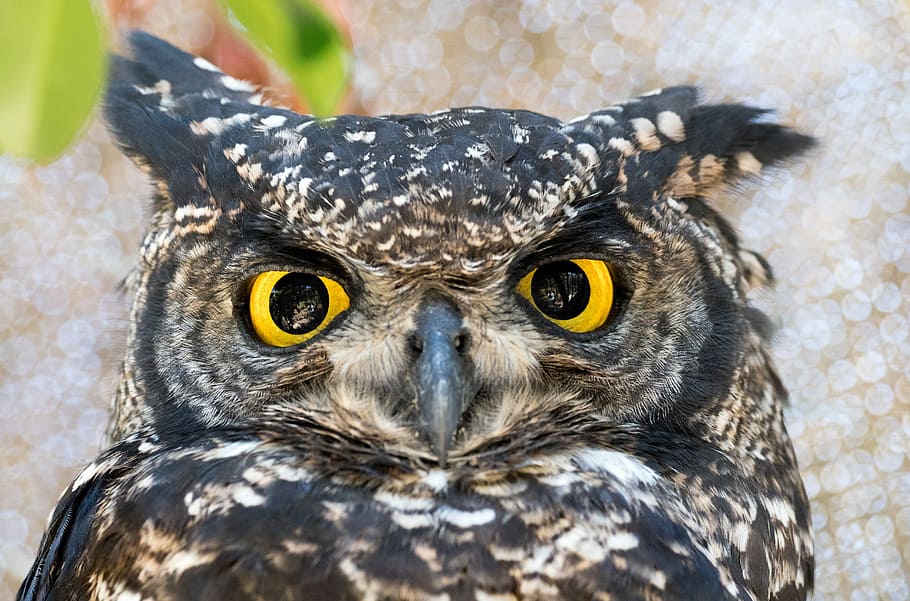 spotted eagle owl, bird, nature, beak, animal, eyes, looking HD wallpaper