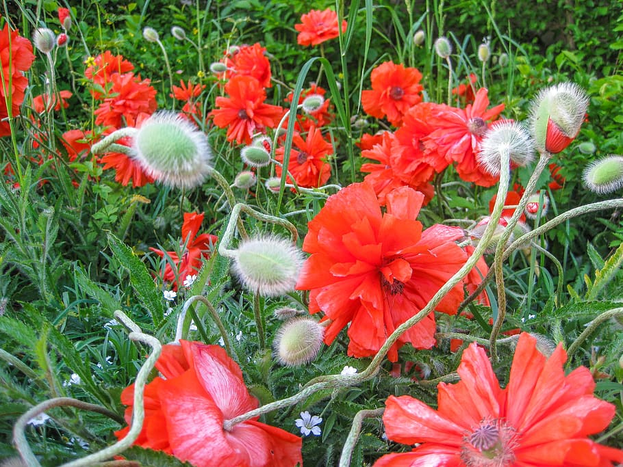 poppy, flower, summer, fire-mohn, red, poppy flower, blossom, HD wallpaper