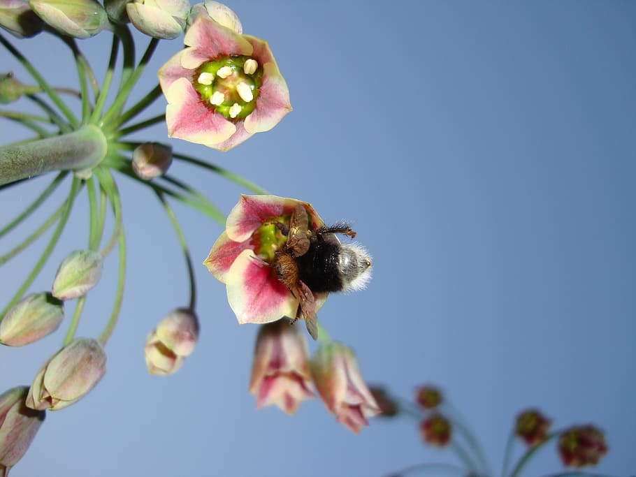 bumblebee, flower, sky, sunny, nectar, floral, spring, nature HD wallpaper