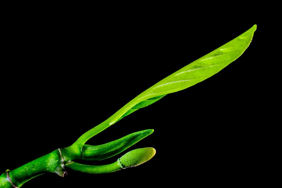 jack fruit leaf, leaves, green, green color, studio shot, black background HD wallpaper