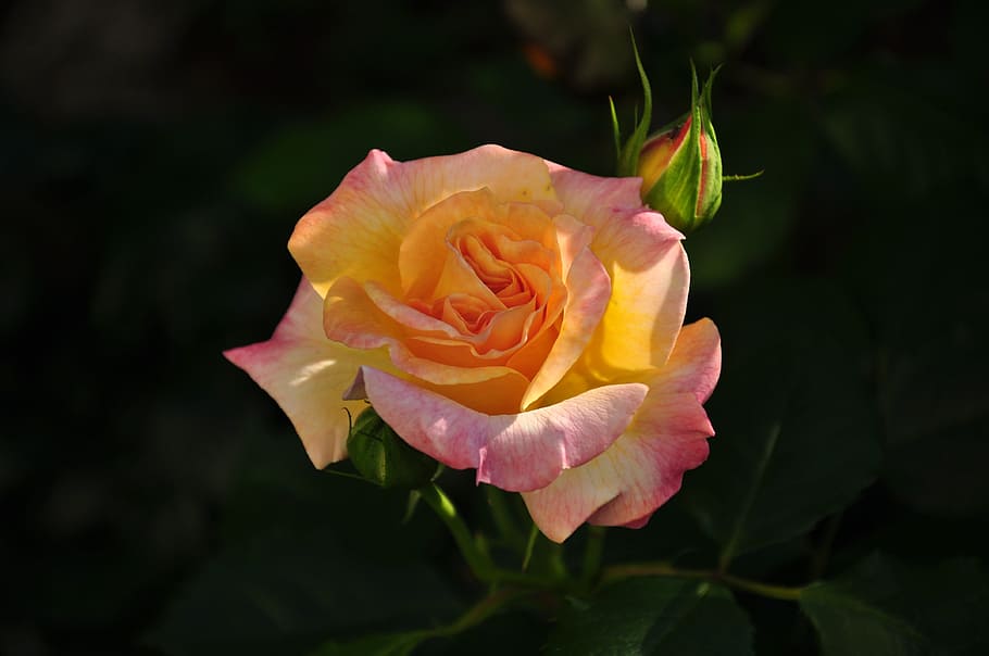 rose, multi coloured, blossom, bloom, close, flowering plant HD wallpaper