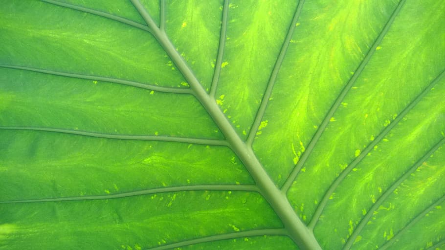 Green, Leaf, Screen, Background, Plant, screen background, green color HD wallpaper