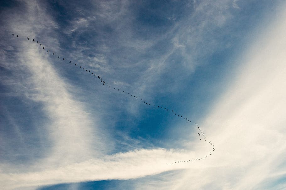 Migration of birds, animals, nature, blue, sky, cloud - Sky, cloudscape, HD wallpaper