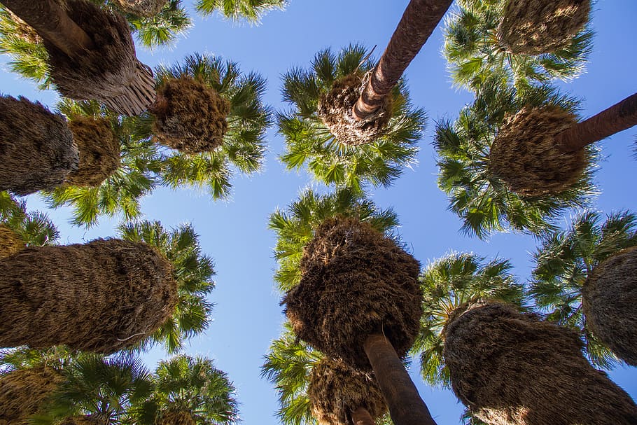 palm, tree, leaf, leaves, tropical, nature, plant, landscape HD wallpaper