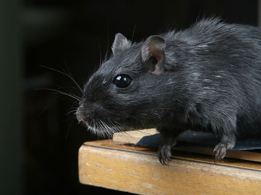 black rat on brown wooden surface, animal, attractive, beautiful